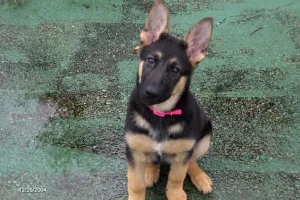 Kona